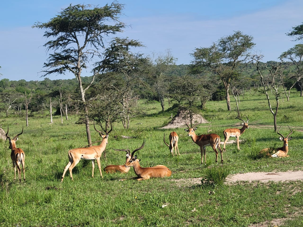 Lake Mburo National Park: Uganda’s Number 1 Closest Safari
