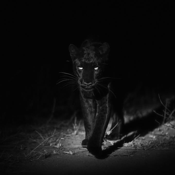 Giza Mrembo, the balck leopard of Laikipia, Kenya