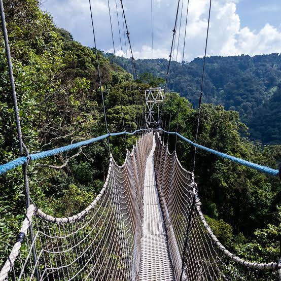 Nyungwe Forest National Park