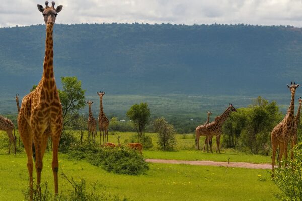 Osero Camp | Luxury Safari Camp in Masai Mara, Kenya