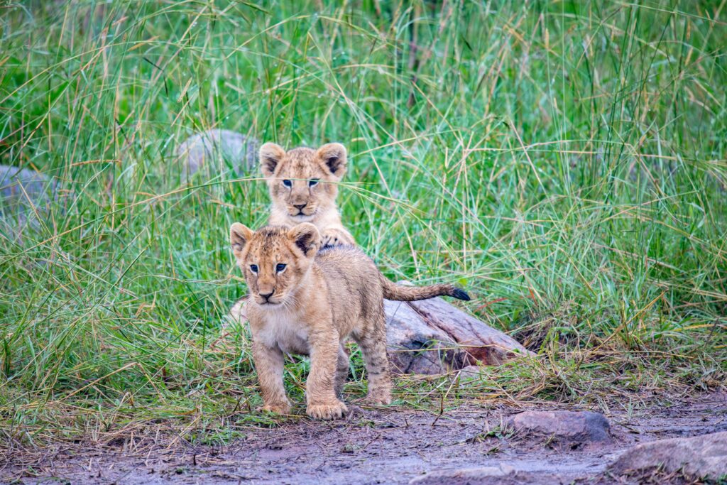 Masai Mara Safari