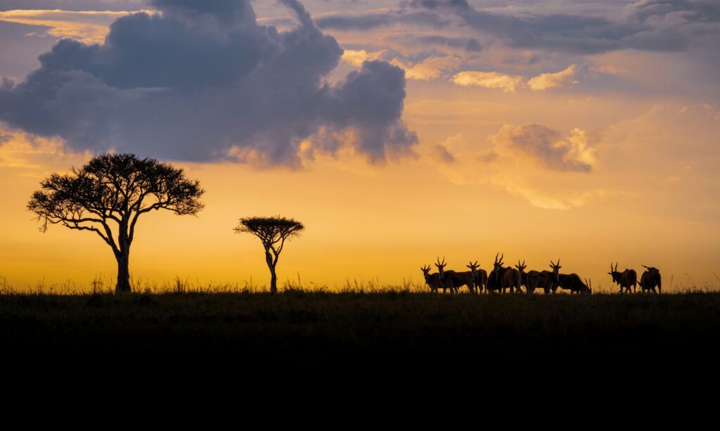 safari sunset in Masai Mara Kenya