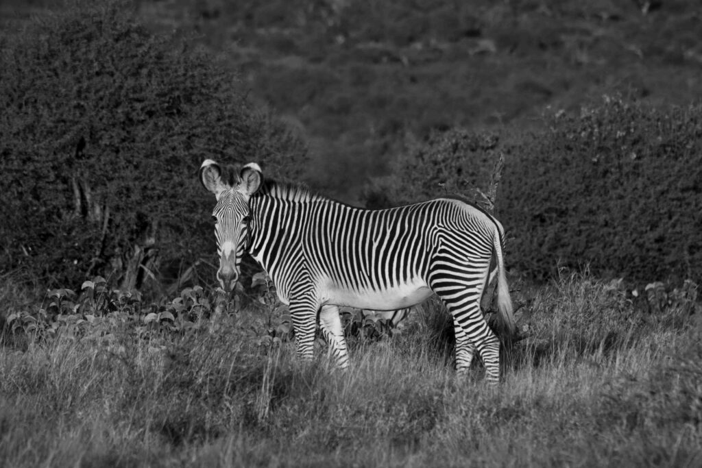 The endangered Grevy's Zebra, grazing in the wilderness of Laikipia, Kenya.