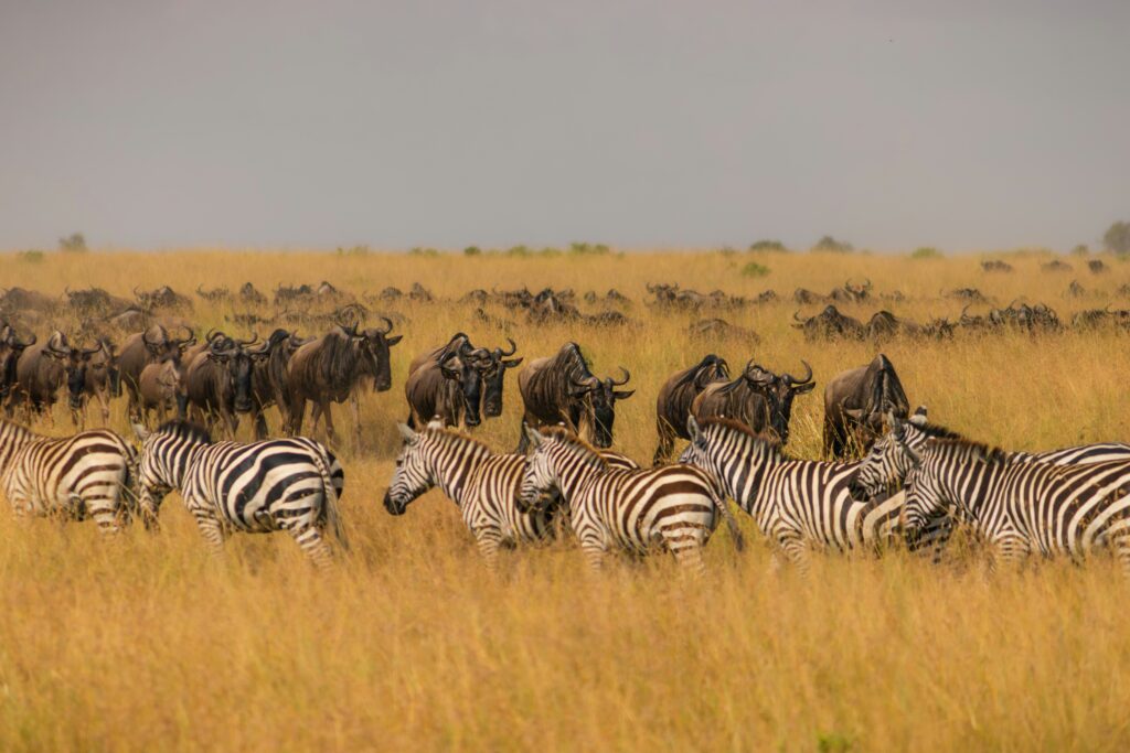 Thousands of wildebeest grazing on green grass shoots after controlled burning in the Masai Mara Triangle.