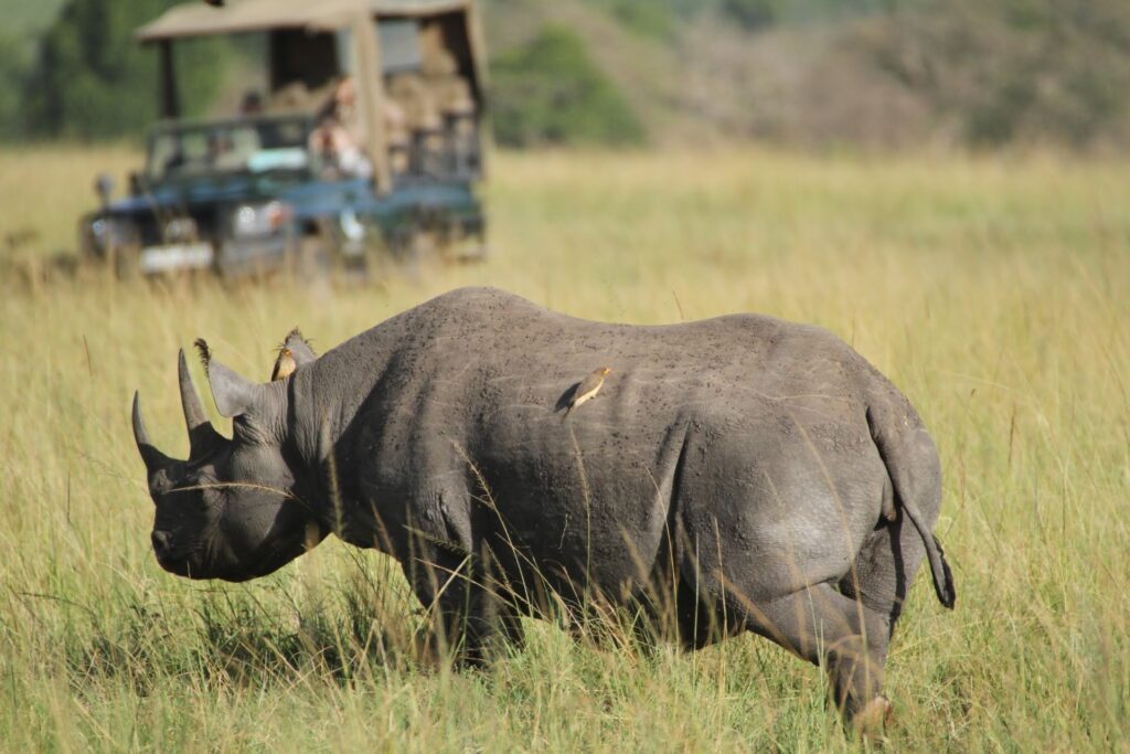 Tourists on a game drive vehicle during their first time safari