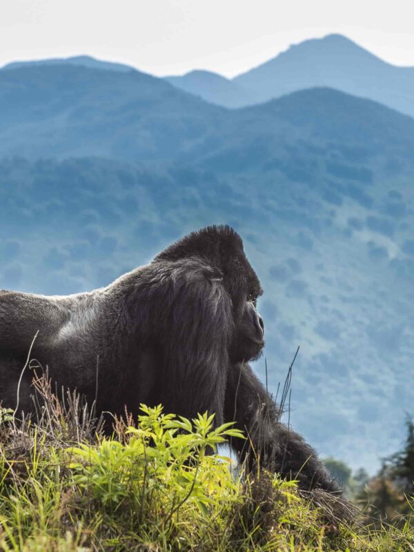 Volcanoes National Park Rwanda:Ultimate Number 1 Gorilla Trekking Travel Guide