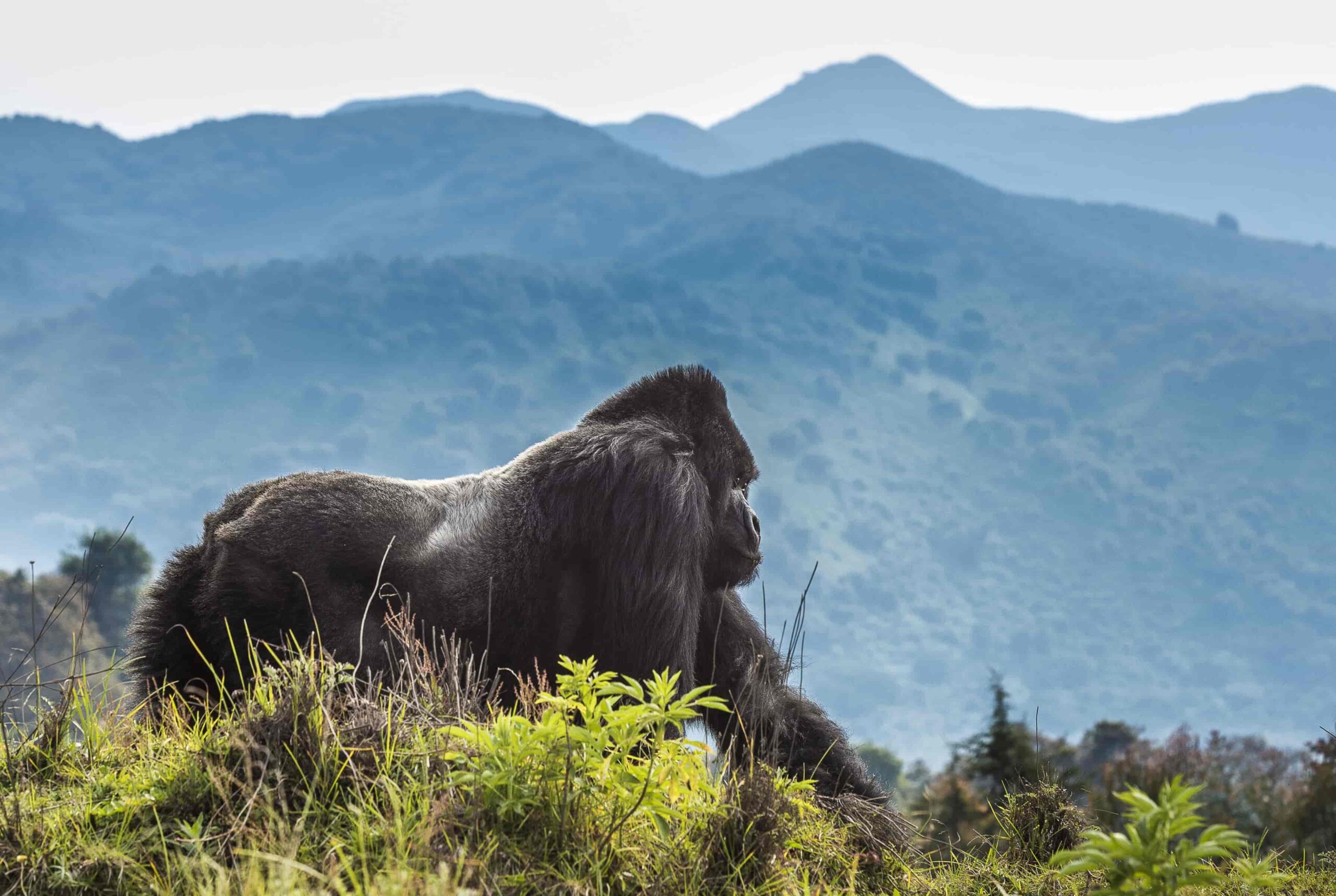 Volcanoes National Park Rwanda:Ultimate Number 1 Gorilla Trekking Travel Guide