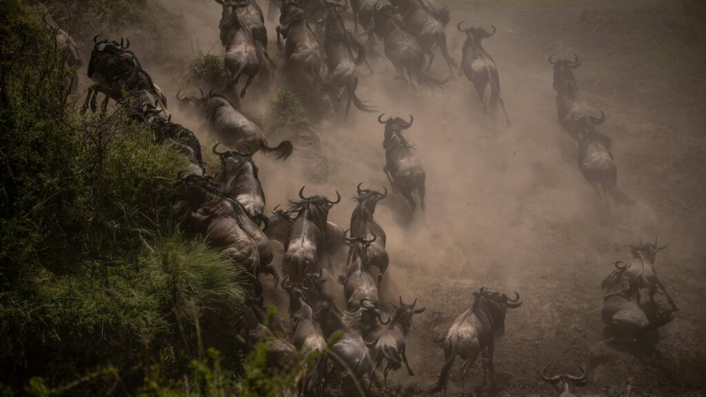 Wildebesst migration 2026 live update Masai Mara