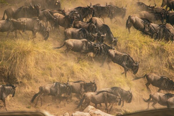 Pioneering herds kicking up dust during the early wildebeest migration 2026 arrival in the Masai Mara ecosystem.