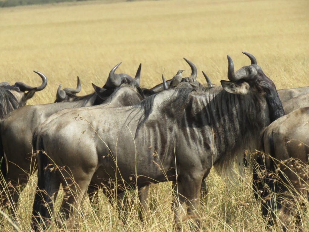 Wildebeest migration in Masai Mara during a peak season safari