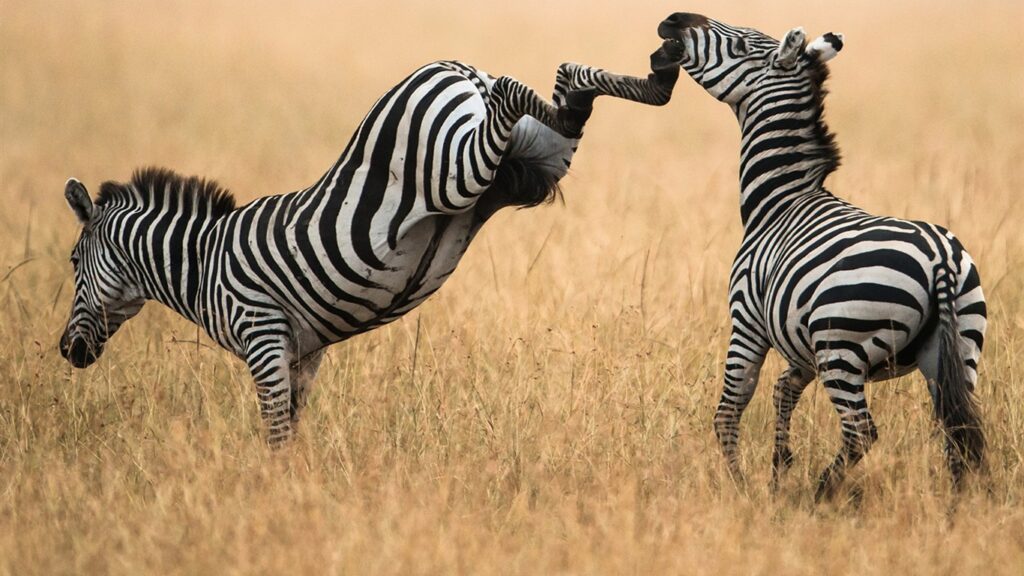 Zebras spotted in Masai Mara on a first time safari in Kenya.