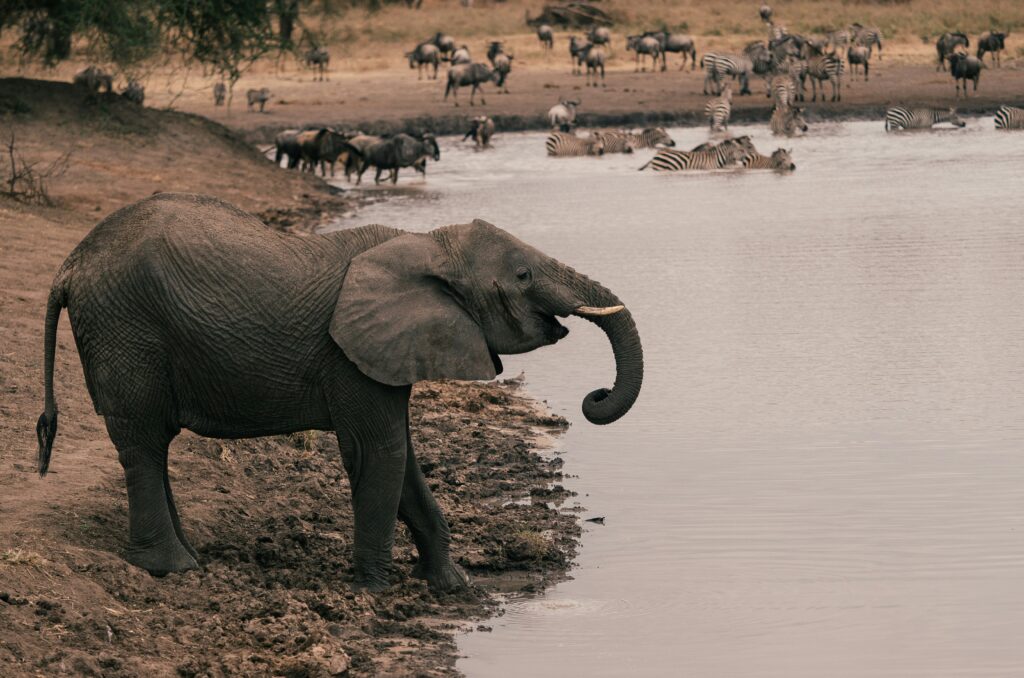 tanzania budget safari