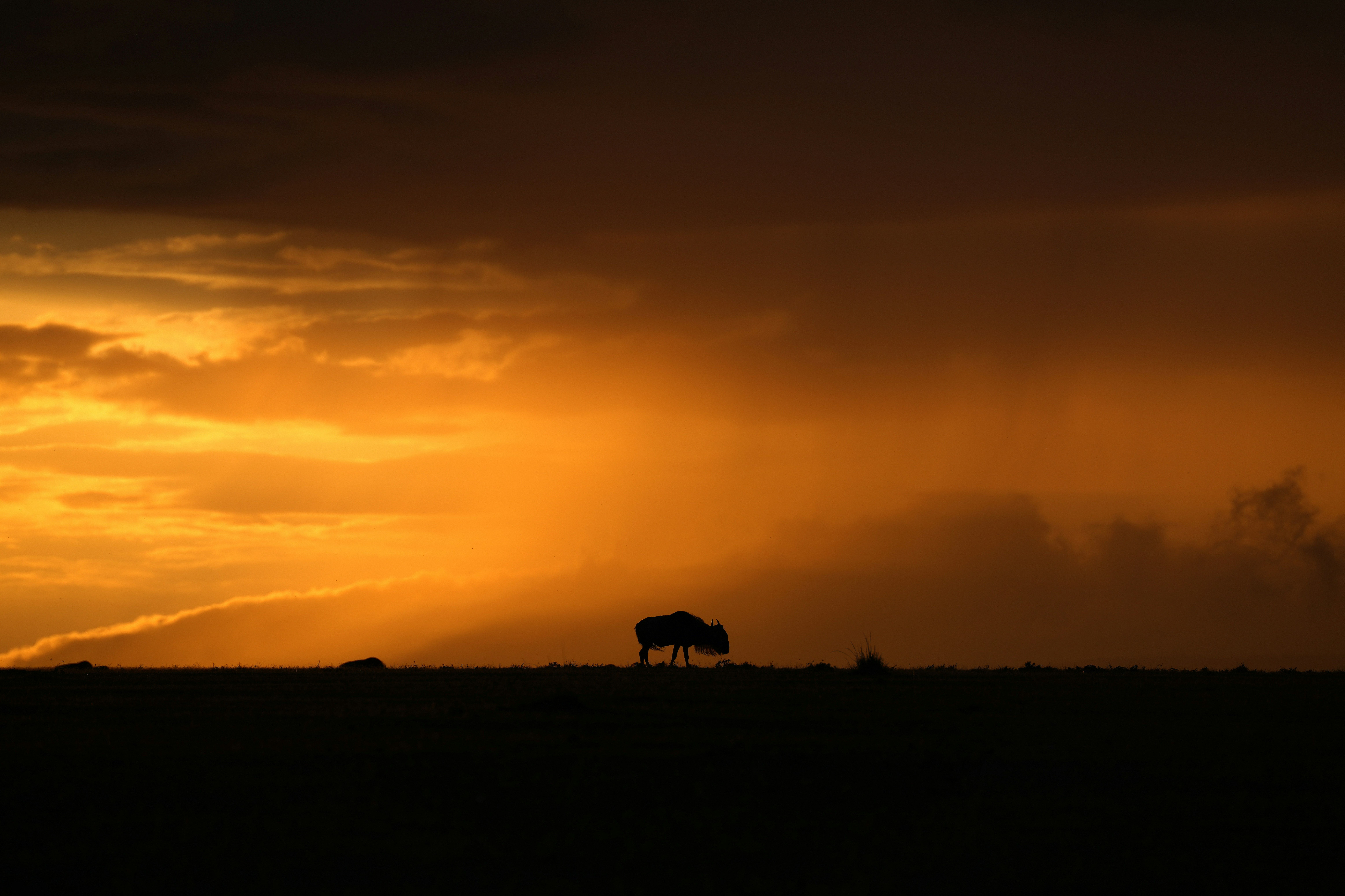 african photographic safari