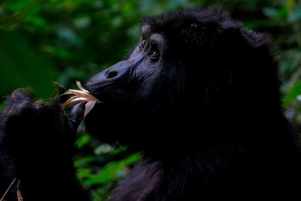 Uganda gorilla trekking safari