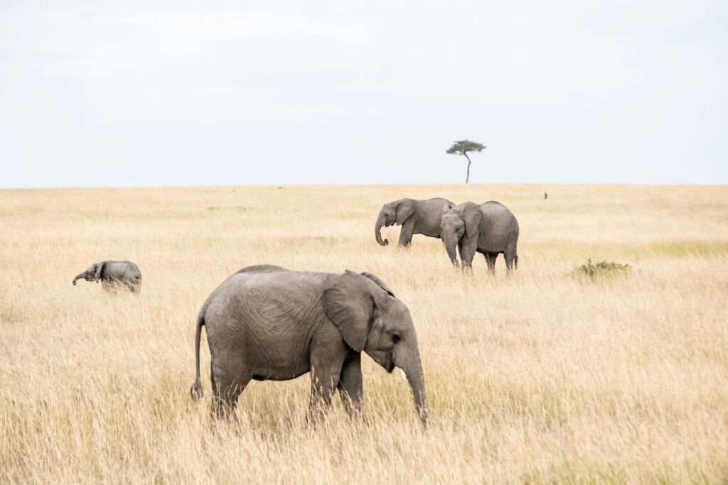 Best Time to Visit Kenya for Safari