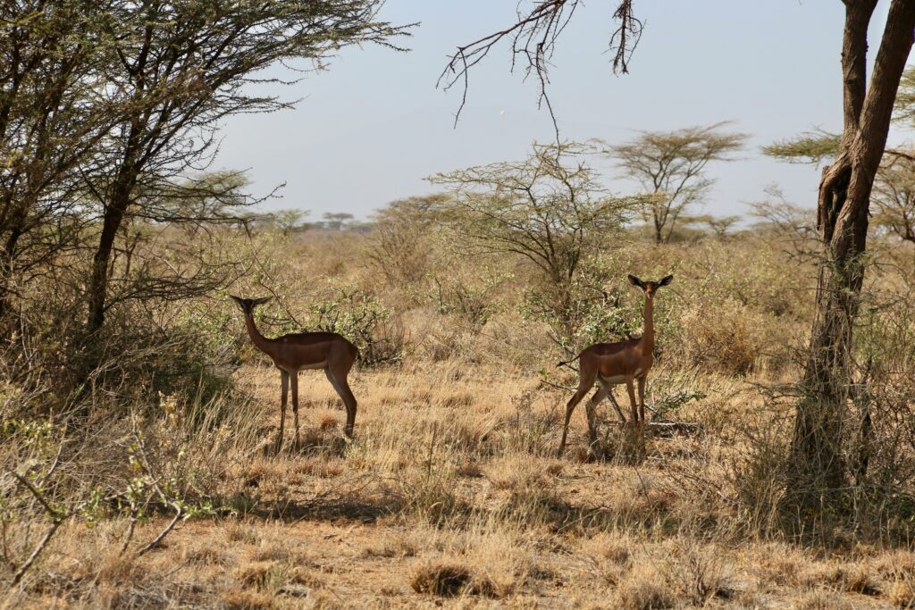the gerenuk, samburu special five safari