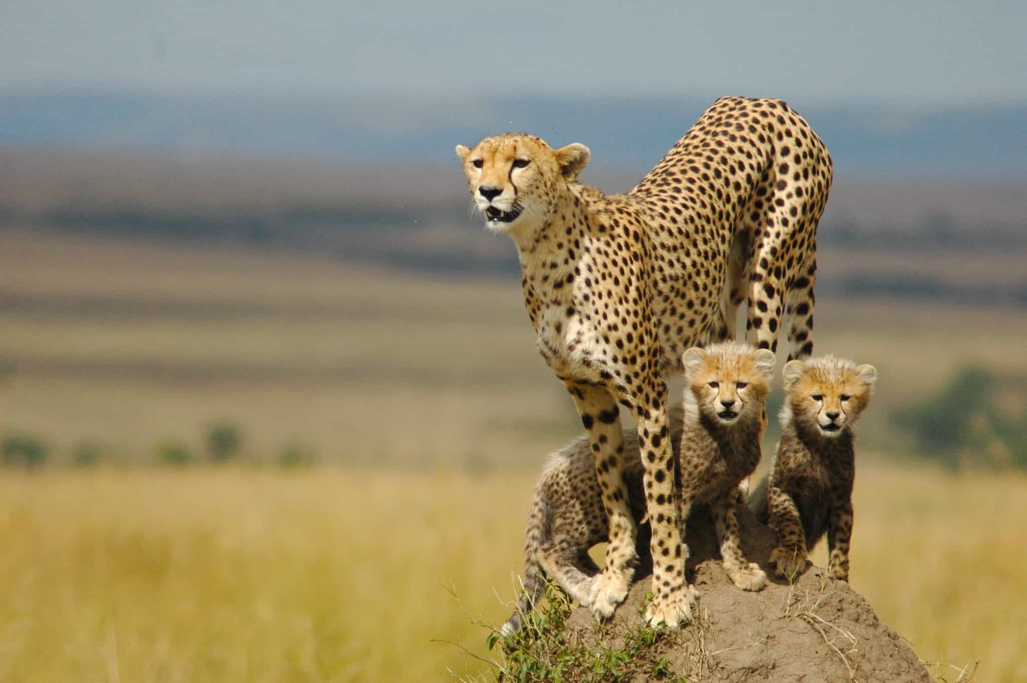 Discover Kidepo Valley National Park: Uganda’s Nmer 1 Untamed Wilderness Safari