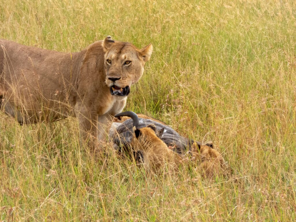 lions enjoying a kill during the wildebeest migration 2026 in the Masai Mara
