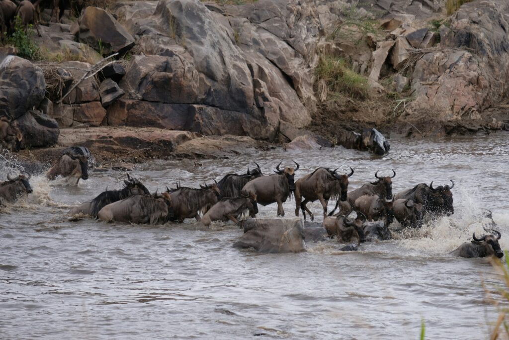mara river crossing safari