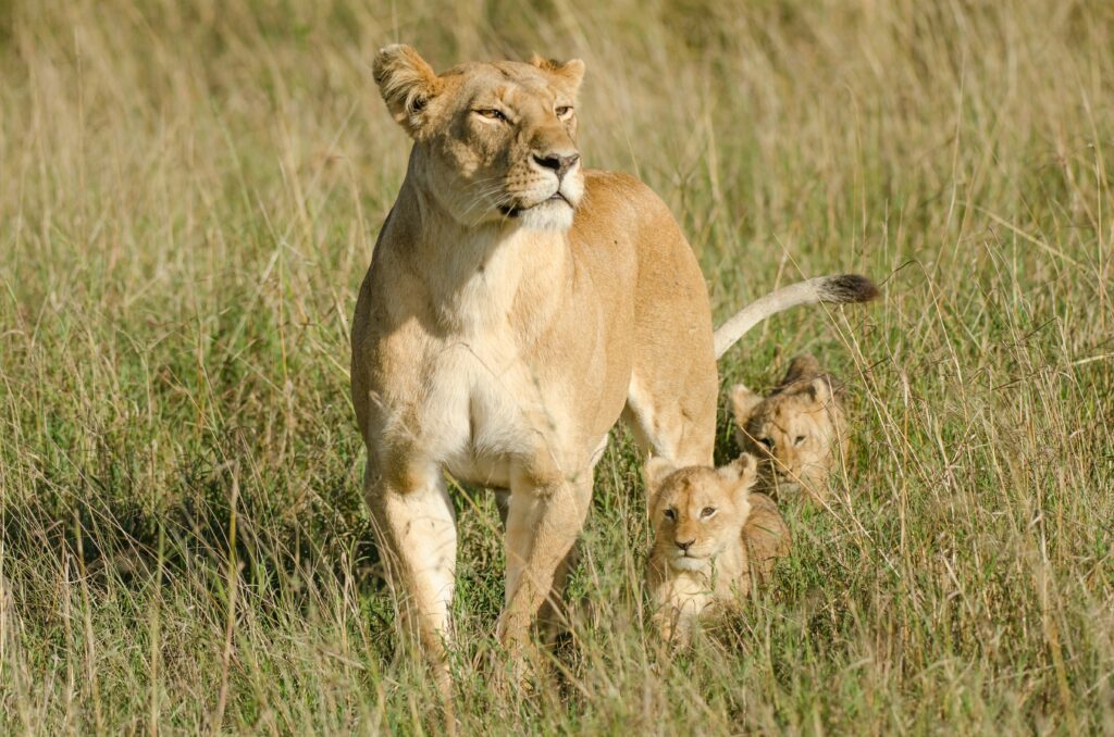 masai mara luxury safari - lioness and her cubs