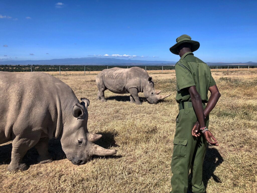 Ol pejeta conservancy safari