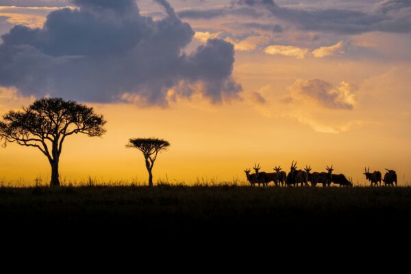 photographic safari kenya