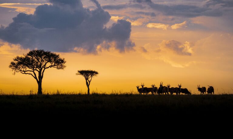 Light, Speed and Story: The Serious Photographer’s Guide to Safari