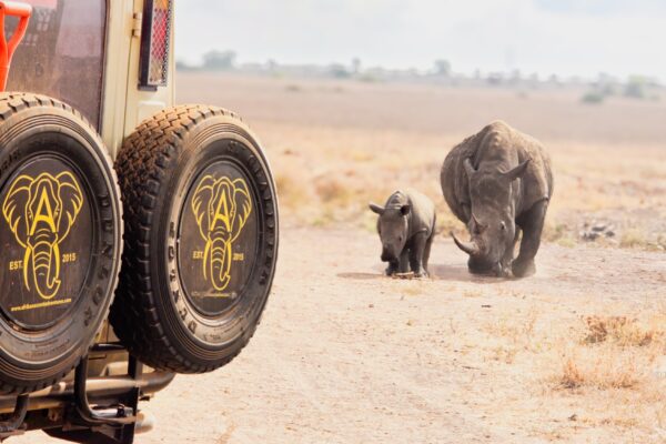safari, kenya or tanzania for safari