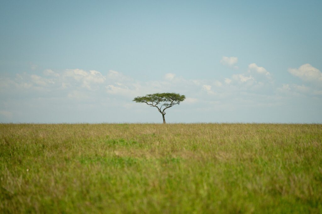 Green season safari landscape showing the best time to visit Kenya for safari