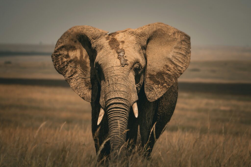masai mara safety