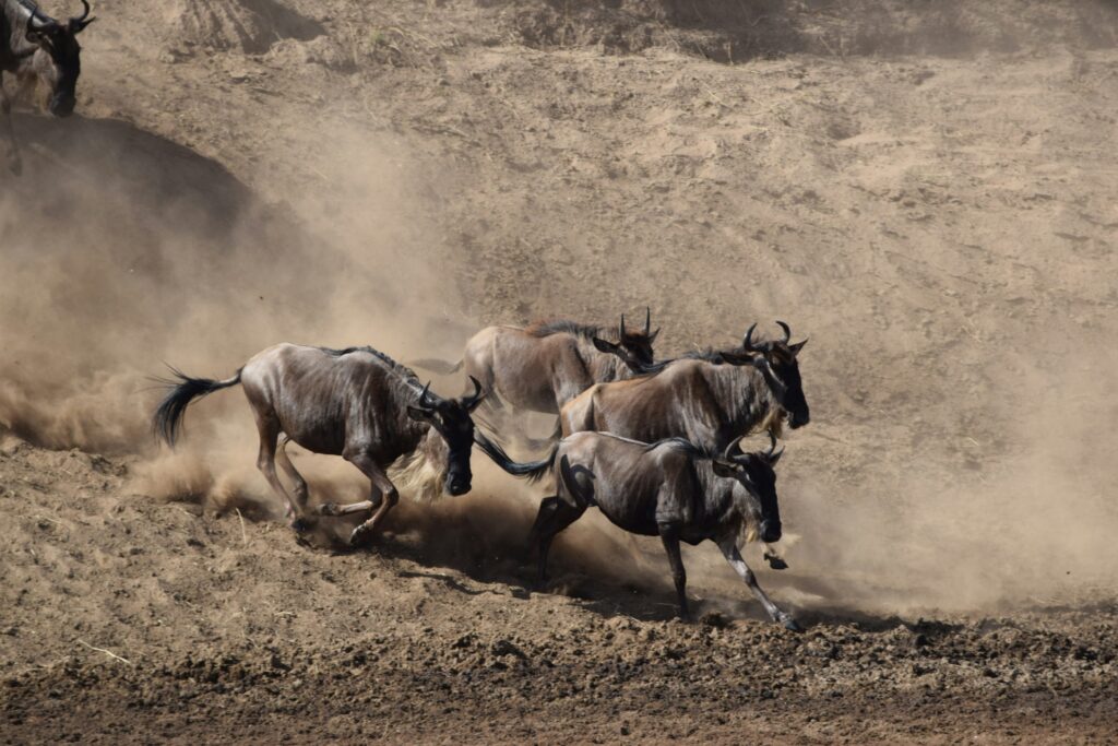 wildebeest migration 2026 along a river crossing in the Masai Mara.