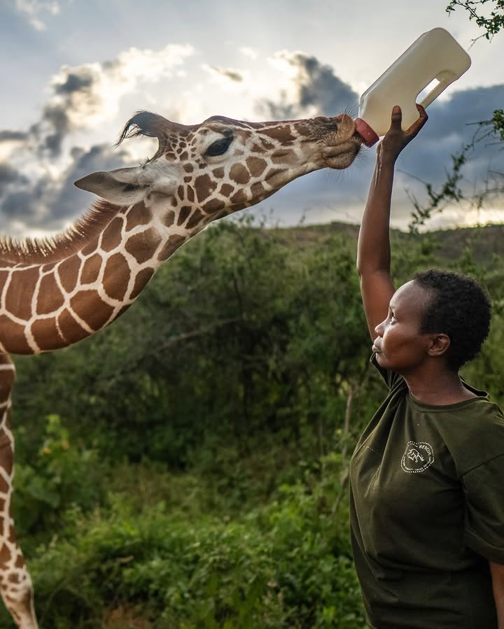Female keeper bottle feeding a rescued giraffe calf at Reteti Sanctuary on a women only safari