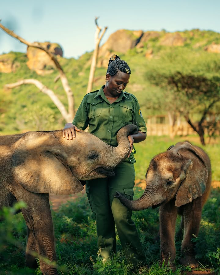 Female Samburu elephant keeper with orphan calves at Reteti on a women only safari