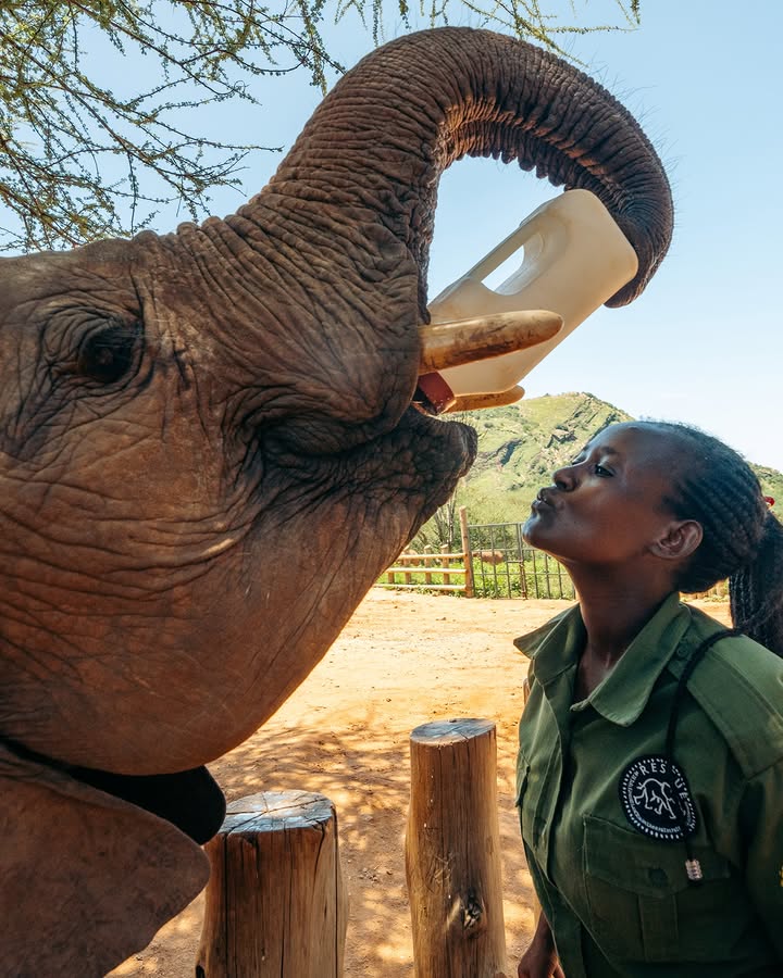 Female keeper bottle feeding a rescued orphan elephant at Reteti on a women only safari