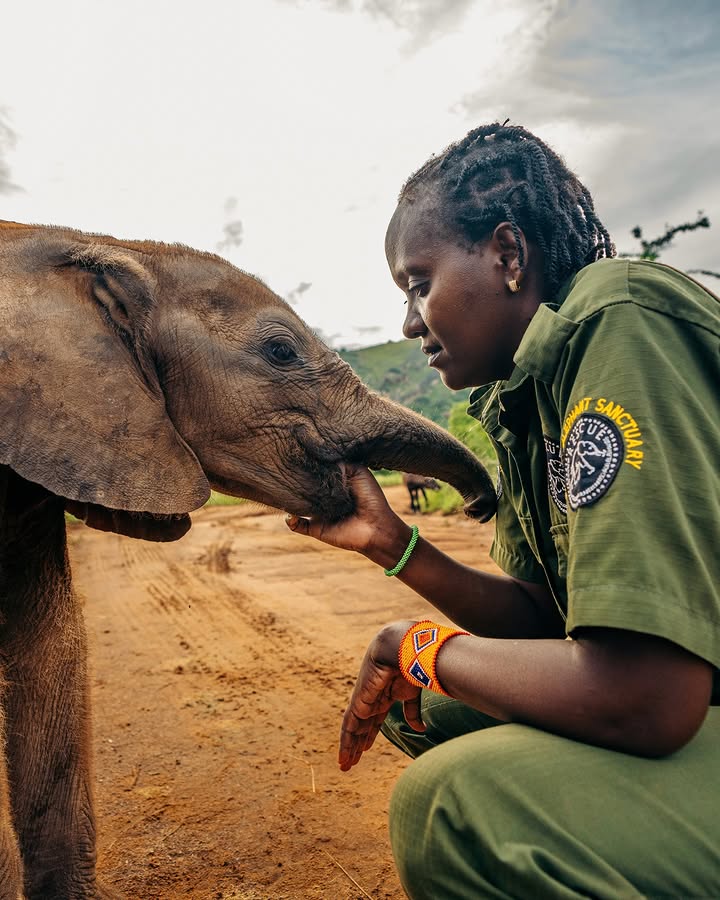 Female Samburu keeper comforting a rescued baby elephant on a women only safari