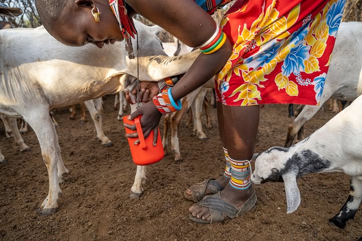 Samburu woman milking a goat for the Milk to Market program on a women only safari