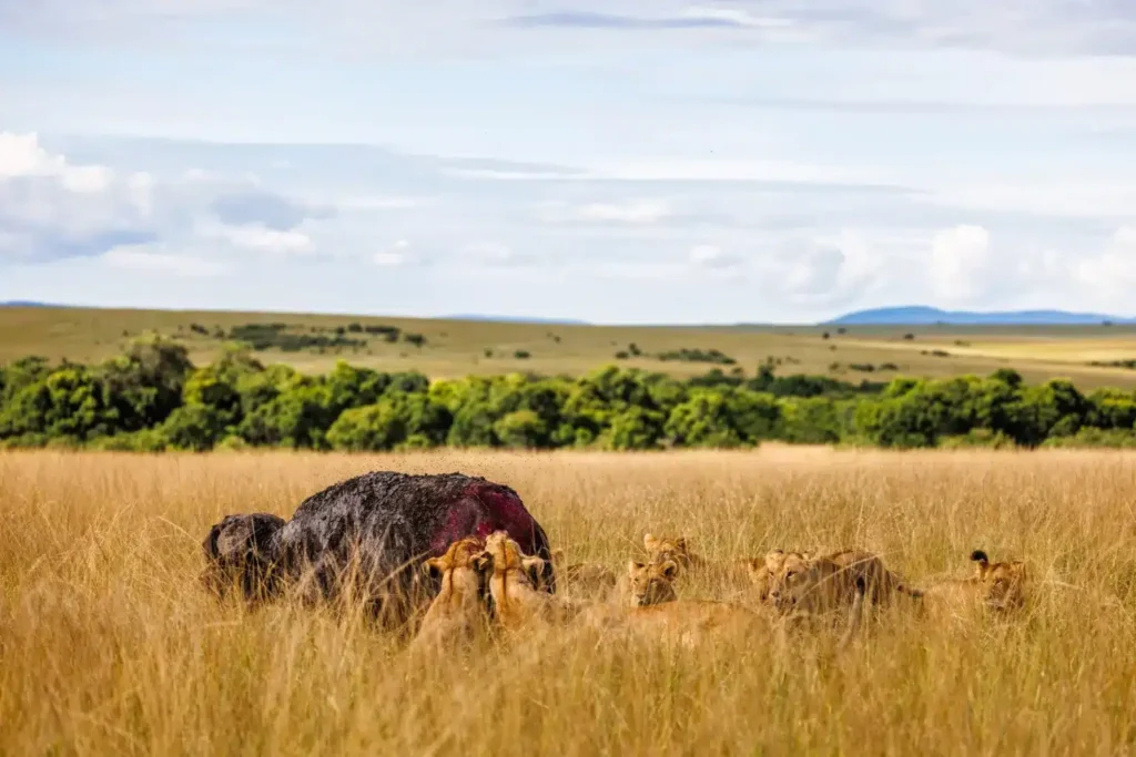 rongai pride masai mara