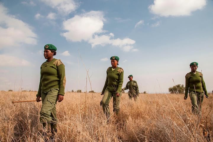 Team Lioness female anti poaching rangers on foot patrol in Amboseli on a women only safari