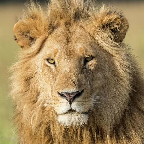 Mara Ripoi Conservancy