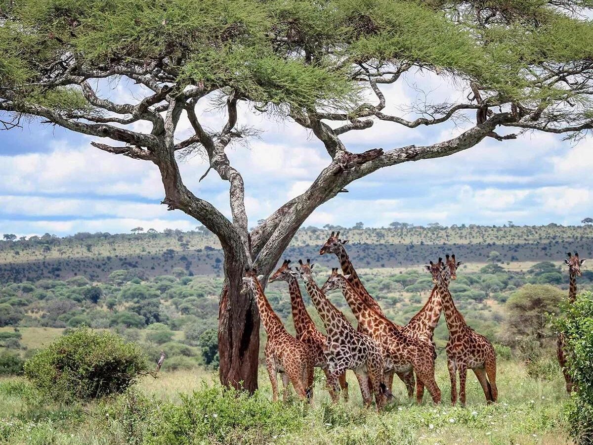Siana Conservancy