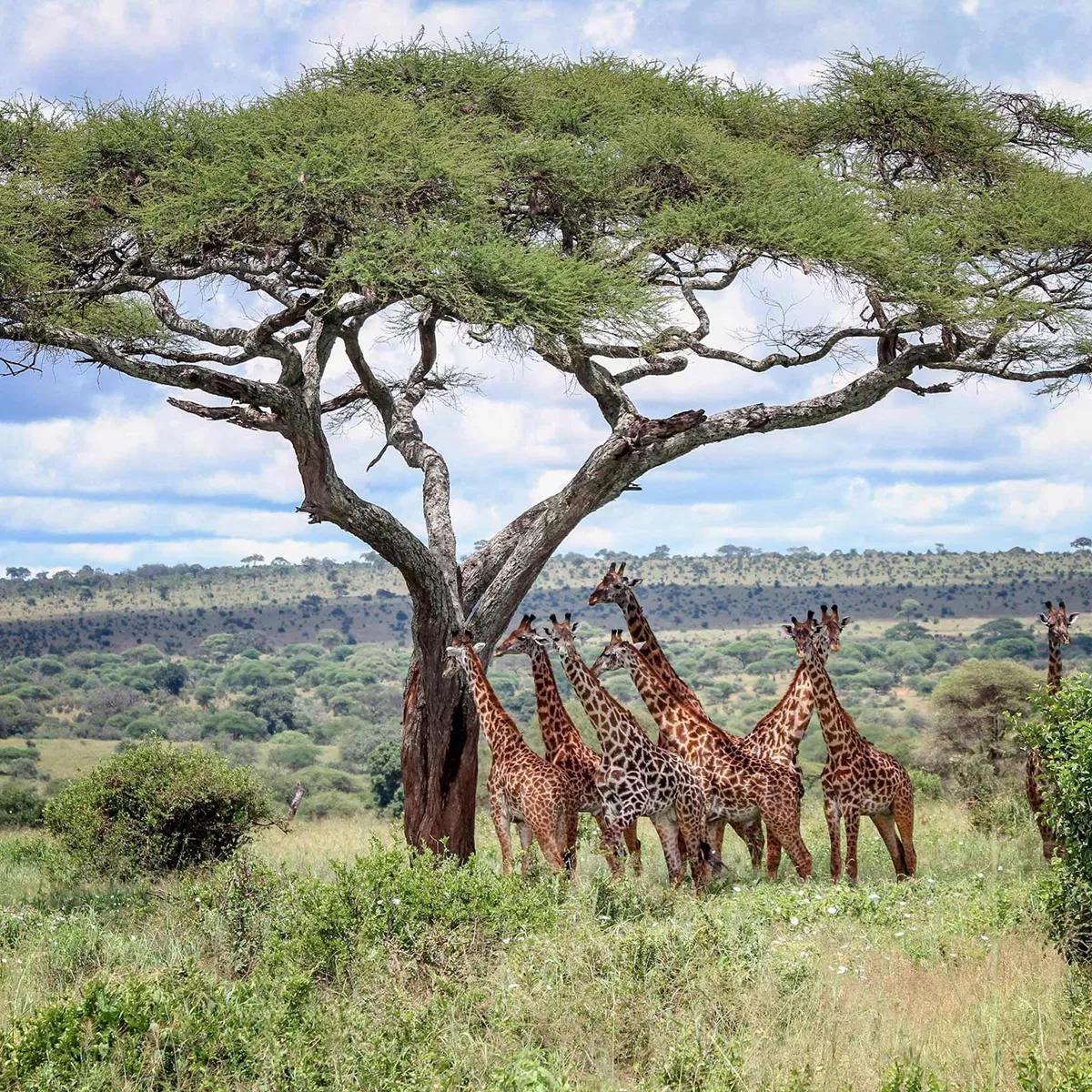 Siana Conservancy