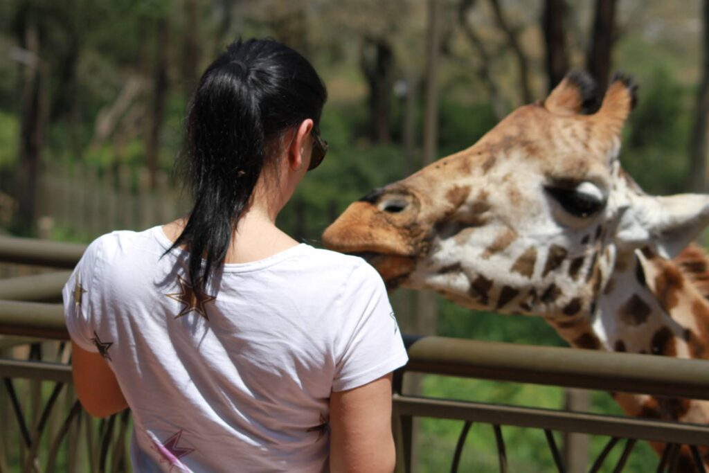 Solo traveler feeding a Rothschild giraffe at the Giraffe Centre on a solo female safari Kenya trip.