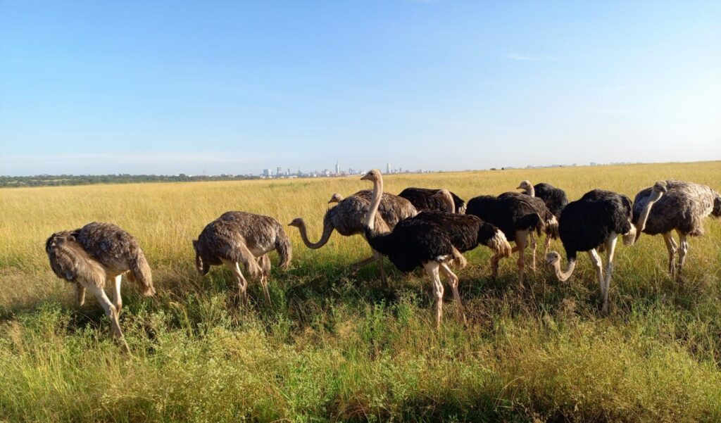 nairobi national park safari