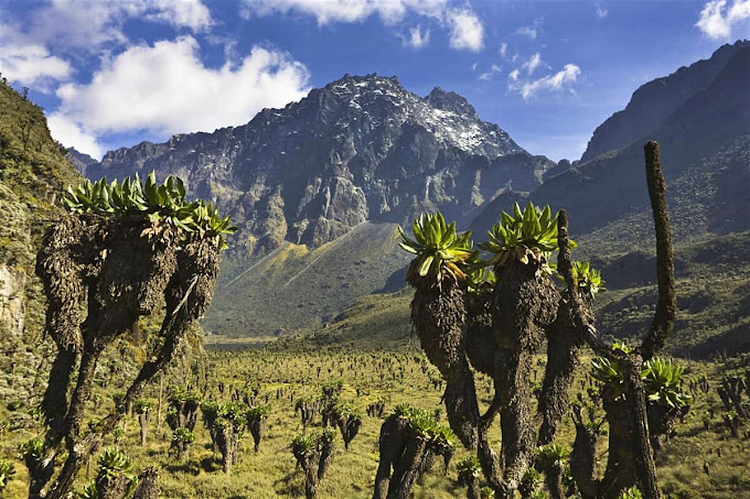 Rwenzori Mountains National Park – Uganda's Legendary Mountains of the Moon