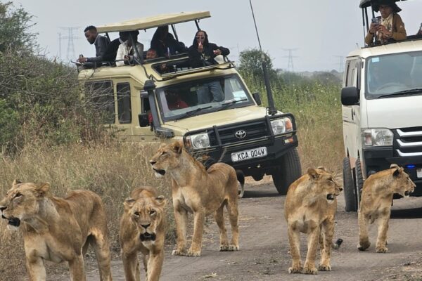 Half-Day Nairobi National Park Game Drive