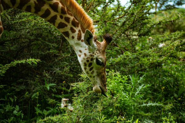 5 Days Masai Mara, Lake Nakuru & Lake Naivasha | Book-a-Seat Safari