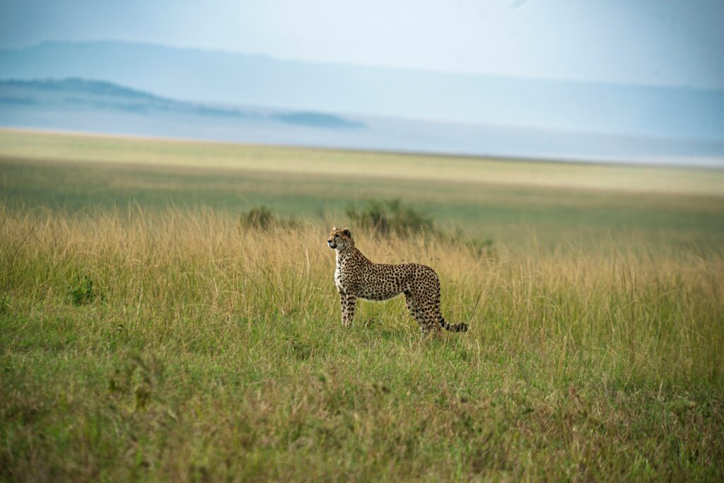 masai mara group safari