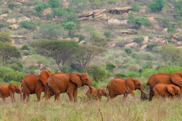 Neptune serengeti