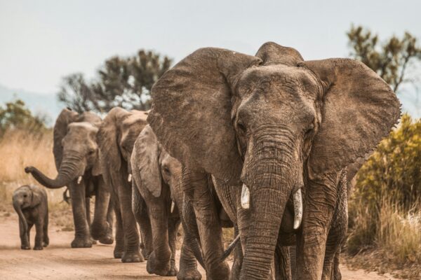 6 Days Masai Mara, Nakuru, Naivasha & Amboseli | Book-a-Seat Safari