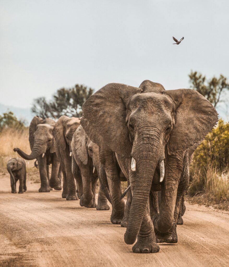 group safari, amboseli group safari